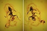 Two Fossil Ants In Baltic Amber #45166-1
